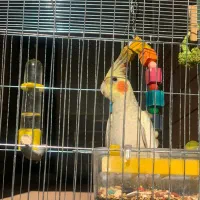 عروس هلندی|پرنده|سوسنگرد, |دیوار