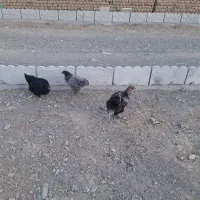 مرغ و خروس زینتی