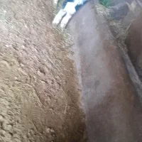 گوساله|حیوانات مزرعه|بوئین زهرا, |دیوار