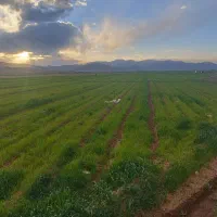 فروش یک هکتار زمین مرغوب گود کنگری