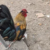 فروش خروس و مرغ لاری روستای قولنجی