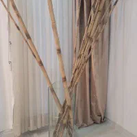 چوب بامبو
