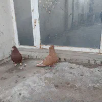 رنگی|پرنده|شوشتر, |دیوار