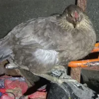 مرغ وخروس فروشی و۳عددجوجه محلی فروشی توافقی