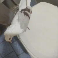 کبوتر تپر سرخ