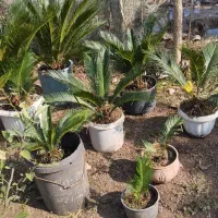 گل سیکاس|گل و گیاه طبیعی|سنگر, |دیوار