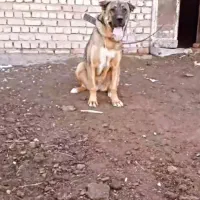 یه ماده عراقی خوب به فروش میرسد