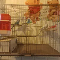 فروش مرغ عشق