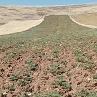 نخود شراکتی یا نقدی|عمده‌فروشی|کرمانشاه, |دیوار