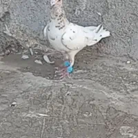 کفتر سار هفرنگ صید