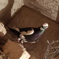 نر پلنگ گرفتنی|پرنده|زابل, |دیوار