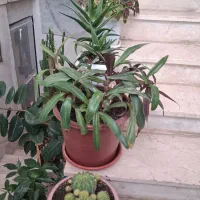 گل آپارتمانی