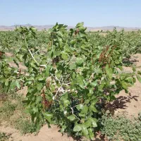 باغ پسته ۱۰ ساله