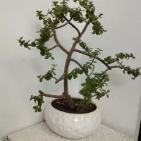 درختچه خرفه و کاکتوسهای رنگی