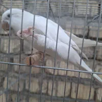 فروش طوطی راهب سفید چشم فالو