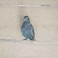 کبوتر تک پر|پرنده|فراغی, |دیوار