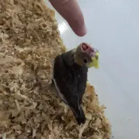 عروس هلندی سرلاکی|پرنده|دزفول, |دیوار