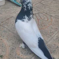 کبوتر طوق .سرته.کله