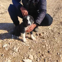 سگ قدرجونی سگ|سگ|رونیز, |دیوار