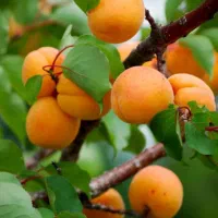 انواع نهال های پایه بذری و خارجی|خدمات باغبانی و درختکاری|ورامین, ریحان آباد|دیوار