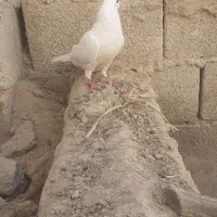 کبوترسالم یک سنگی یک سفید|پرنده|سراوان, |دیوار