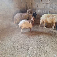 دو میش دو بز دو بره ماده|حیوانات مزرعه|آبدانان, |دیوار