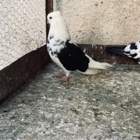 کبوتر|پرنده|علی‌آباد کتول, |دیوار