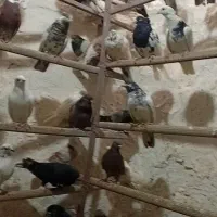 کفتر یجا۶۰|پرنده|محمدشهر, محمدشهر|دیوار