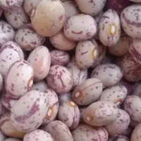 لوبیا چیتی