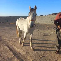 اسب نژاد ترکمن نریون