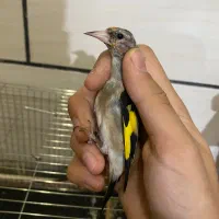 جوجه سهره نر