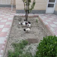 مرغ لاکنولدر