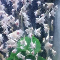 ماهی گوپی و آنجل پلاتینیوم  anjel platinum|ماهی|تهران, مظاهری|دیوار