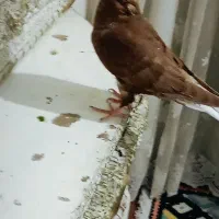 جوجه