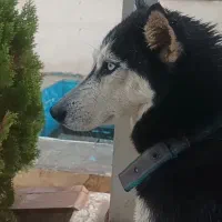 هاسکی اصیل 10ماهه