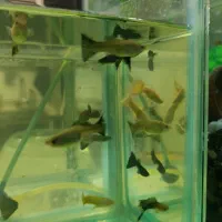 ماهی گوپی . مولد . بچه ماهی