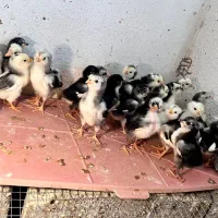 گلین جوجه و مولد|حیوانات مزرعه|سیرجان, |دیوار