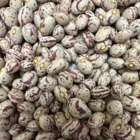 لوبیا چیتی بوجار شده یک دست