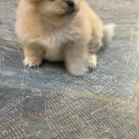 سگ کوچولو|سگ|اصفهان, شهید رجایی|دیوار