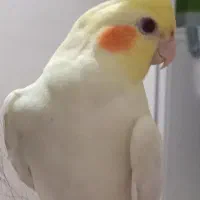 عروس هلندی گمشده