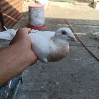 ۳تا ماده شرطی