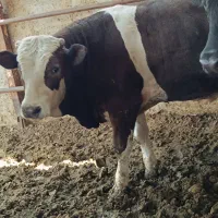 گوساله.     گاو