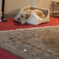 سگ گلدن ۵ ماهه|سگ|تهران, جوادیه تهرانپارس|دیوار