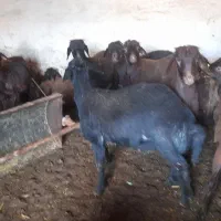 بویداش توخلسی