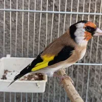 سهره نامبروان.. جفتی هر رنگ قناری|پرنده|فردیس, طالقانی|دیوار