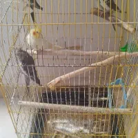 عروس هلندی مولد