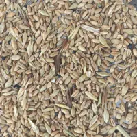 نیم دانه شسته درجه یک|لوازم جانبی حیوانات|گنبد کاووس, |دیوار