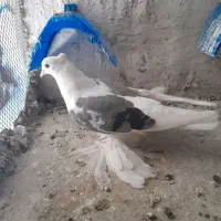 کبوترپشتار