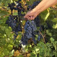 نهال انواع میوه اصلاح شده لیبل‌دار|خدمات باغبانی و درختکاری|سراب, |دیوار