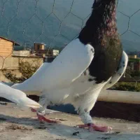 ۵ تا کبوتر رنگی عالی|پرنده|دلند, |دیوار